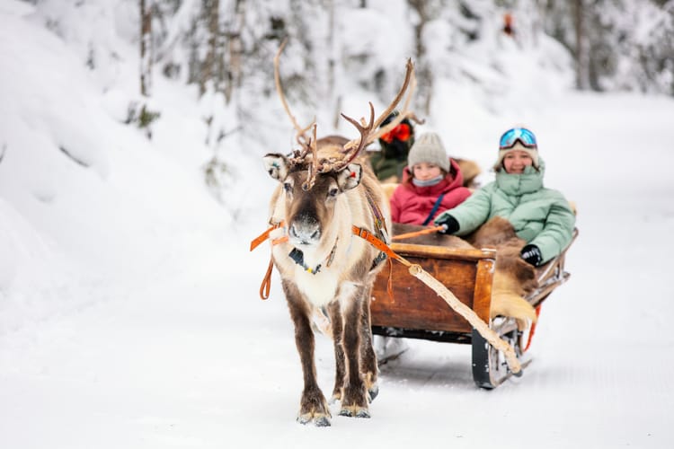 Lapland Reindeer Sleigh Rides with Locals